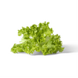 Green Leaf Lettuce