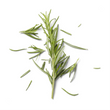 Rosemary