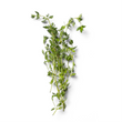 Thyme